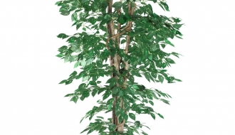 Dekoratiivtaim Ficus