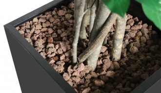 Dekoratiivtaim Ficus